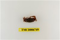 藏品(北方丑招潮蟹)的圖片